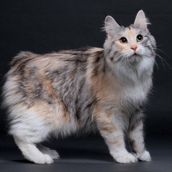 chaton Kurilian Bobtail Longhair Néréa Des Kurils de l'ouest Chatterie Des Kurilians Breizh Kurilian Bobtail Longhair black tortie silver mackerel tabby bicolor