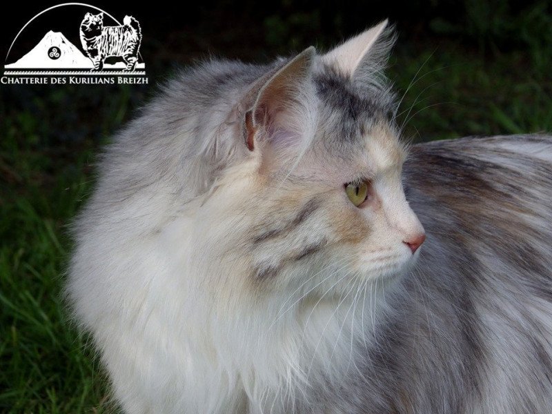 Néréa Femelle Kurilian Bobtail Longhair