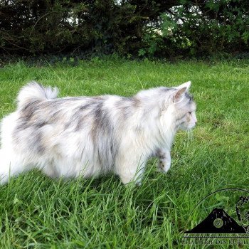 chat Kurilian Bobtail Longhair black tortie silver mackerel tabby & blanc Néréa Chatterie Des Kurilians Breizh Kurilian Bobtail Longhair black tortie silver mackerel tabby bicolor
