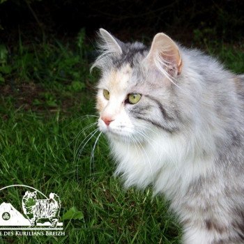 chat Kurilian Bobtail Longhair black tortie silver mackerel tabby & blanc Néréa Chatterie Des Kurilians Breizh Kurilian Bobtail Longhair black tortie silver mackerel tabby bicolor