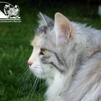 chat Kurilian Bobtail Longhair black tortie silver mackerel tabby & blanc Néréa Chatterie Des Kurilians Breizh Kurilian Bobtail Longhair black tortie silver mackerel tabby bicolor