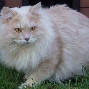chaton Kurilian Bobtail Longhair oliver Chatterie Des Kurilians Breizh Kurilian Bobtail Longhair cream spotted tabby