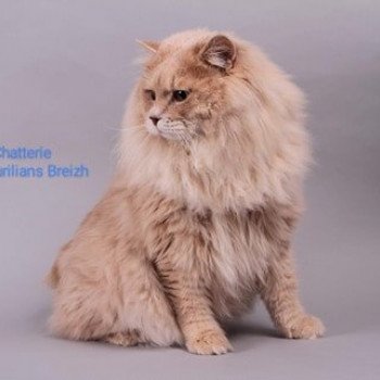 chat Kurilian Bobtail Longhair cream spotted tabby oliver Chatterie Des Kurilians Breizh Kurilian Bobtail Longhair cream spotted tabby