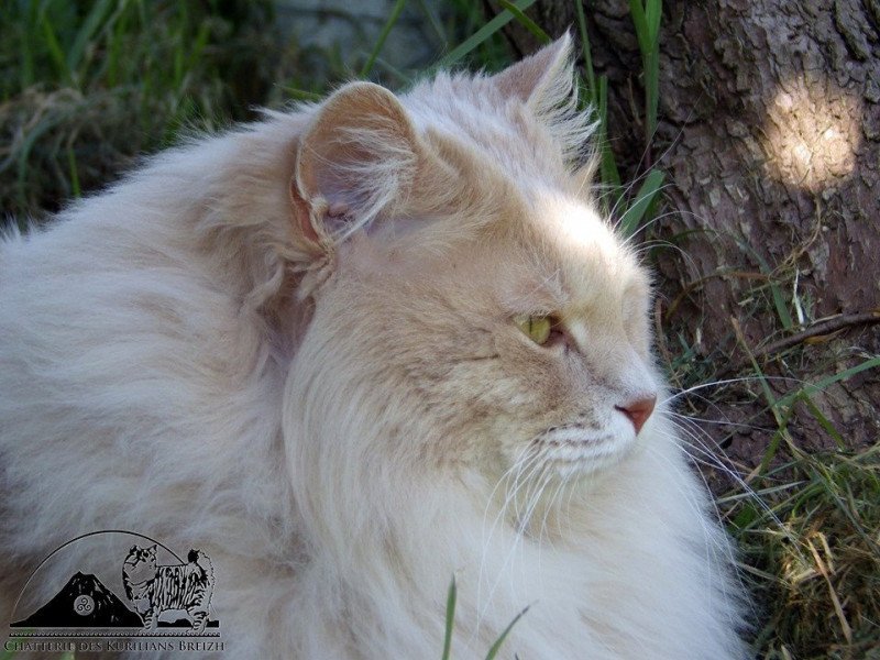 oliver Mâle Kurilian Bobtail Longhair