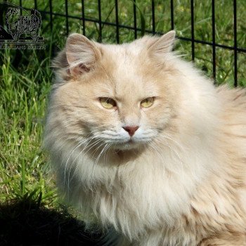 chat Kurilian Bobtail Longhair cream spotted tabby oliver Chatterie Des Kurilians Breizh Kurilian Bobtail Longhair cream spotted tabby