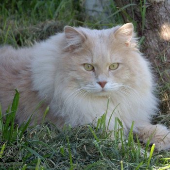 chat Kurilian Bobtail Longhair cream spotted tabby oliver Chatterie Des Kurilians Breizh Kurilian Bobtail Longhair cream spotted tabby