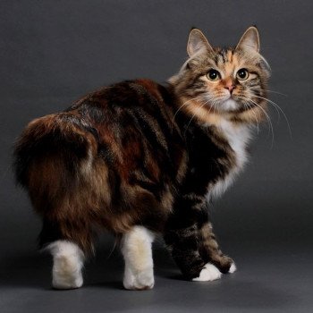chaton Kurilian Bobtail Longhair Orya Chatterie Des Kurilians Breizh Kurilian Bobtail Longhair brown tortie blotched tabby bicolor