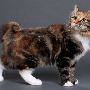 chaton Kurilian Bobtail Longhair Orya Chatterie Des Kurilians Breizh Kurilian Bobtail Longhair brown tortie blotched tabby bicolor