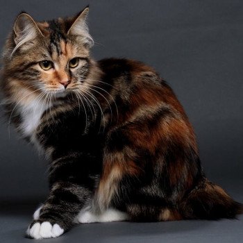 chaton Kurilian Bobtail Longhair Orya Chatterie Des Kurilians Breizh Kurilian Bobtail Longhair brown tortie blotched tabby bicolor