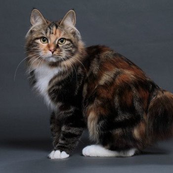 chaton Kurilian Bobtail Longhair Orya Chatterie Des Kurilians Breizh Kurilian Bobtail Longhair brown tortie blotched tabby bicolor