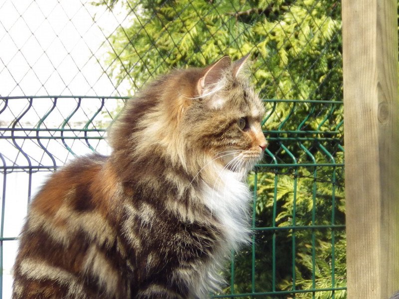 Aelita Femelle Kurilian Bobtail Longhair