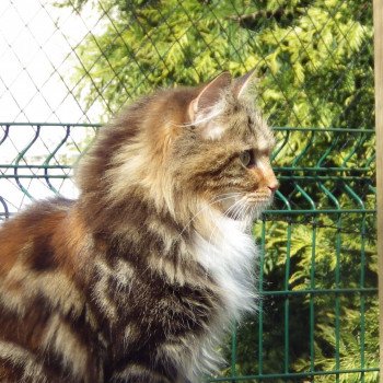 chat Kurilian Bobtail Longhair brown tortie blotched tabby & blanc Aelita Chatterie Des Kurilians Breizh Kurilian Bobtail Longhair brown tortie blotched tabby bicolor