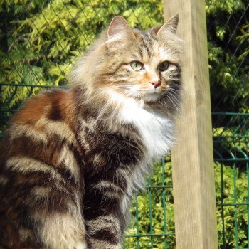 chat Kurilian Bobtail Longhair brown tortie blotched tabby & blanc Aelita Chatterie Des Kurilians Breizh Kurilian Bobtail Longhair brown tortie blotched tabby bicolor