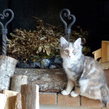 chaton Kurilian Bobtail Longhair blue tortie blotched tabby & blanc Paliliya Des Kurilians Breizh Chatterie Des Kurilians Breizh chaton Kurilian Bobtail Longhair blue tortie blotched tabby & blanc Paliliya Des Kurilians Breizh Chatterie Des Kurilians Breizh