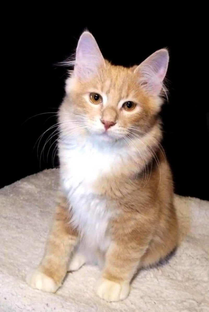 Pollux Des Kurilians Breizh Des kurilians Breizh Mâle Kurilian Bobtail Longhair