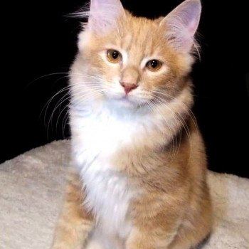 chat Kurilian Bobtail Longhair cream blotched tabby & blanc Pollux Des Kurilians Breizh Chatterie Des Kurilians Breizh Kurilian Bobtail Longhair cream blotched tabby bicolor