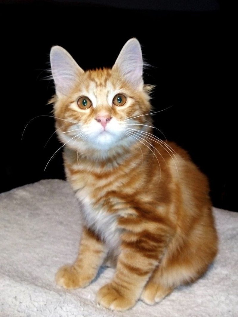 Porrima Des Kurilians Breizh Des kurilians Breizh Femelle Kurilian Bobtail Longhair