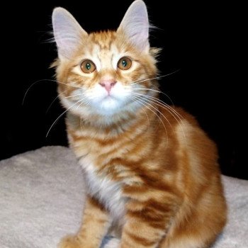 chaton Kurilian Bobtail Longhair red blotched tabby & blanc Porrima Des Kurilians Breizh Chatterie Des Kurilians Breizh Kurilian Bobtail Longhair red blotched tabby bicolor