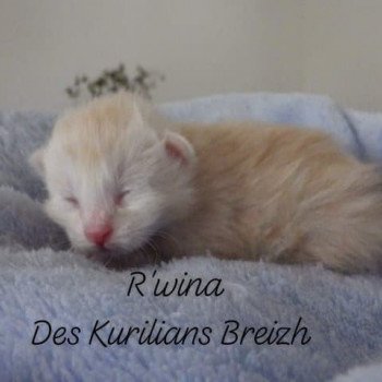 chaton Kurilian Bobtail Longhair red silver mackerel tabby R'wina Chatterie Des Kurilians Breizh chaton Kurilian Bobtail Longhair red silver mackerel tabby R'wina Chatterie Des Kurilians Breizh