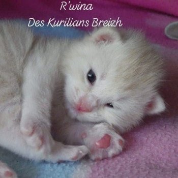 chaton Kurilian Bobtail Longhair red silver mackerel tabby R'wina Chatterie Des Kurilians Breizh chaton Kurilian Bobtail Longhair red silver mackerel tabby R'wina Chatterie Des Kurilians Breizh