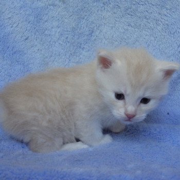 chaton Kurilian Bobtail Longhair red silver mackerel tabby R'wina Chatterie Des Kurilians Breizh chaton Kurilian Bobtail Longhair red silver mackerel tabby R'wina Chatterie Des Kurilians Breizh