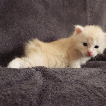 chaton Kurilian Bobtail Longhair red silver mackerel tabby R'wina Chatterie Des Kurilians Breizh chaton Kurilian Bobtail Longhair red silver mackerel tabby R'wina Chatterie Des Kurilians Breizh