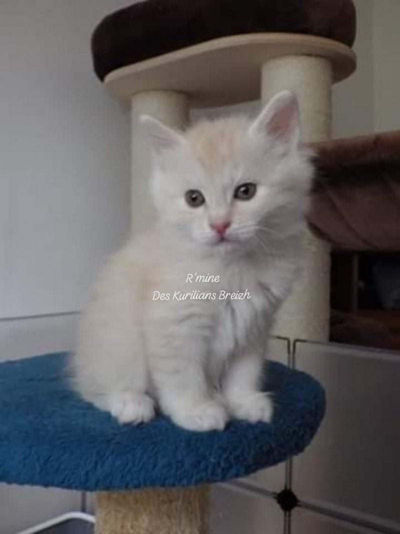 R'Mine Des kurilians Breizh Femelle Kurilian Bobtail Longhair