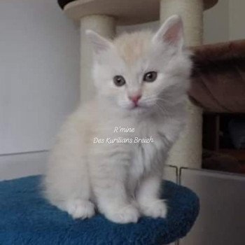 chaton Kurilian Bobtail Longhair red silver mackerel tabby R'wina Chatterie Des Kurilians Breizh chaton Kurilian Bobtail Longhair red silver mackerel tabby R'wina Chatterie Des Kurilians Breizh