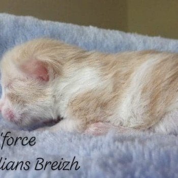chaton Kurilian Bobtail Longhair cream mackerel tabby bicolor R'Force Chatterie Des Kurilians Breizh chaton Kurilian Bobtail Longhair cream mackerel tabby bicolor R'Force Chatterie Des Kurilians Breizh