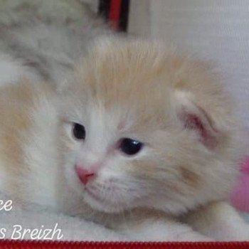 chaton Kurilian Bobtail Longhair cream mackerel tabby bicolor R'Force Chatterie Des Kurilians Breizh chaton Kurilian Bobtail Longhair cream mackerel tabby bicolor R'Force Chatterie Des Kurilians Breizh