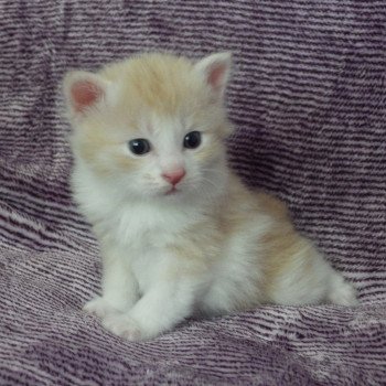 chaton Kurilian Bobtail Longhair cream mackerel tabby bicolor R'Force Chatterie Des Kurilians Breizh chaton Kurilian Bobtail Longhair cream mackerel tabby bicolor R'Force Chatterie Des Kurilians Breizh