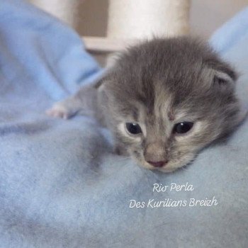 chaton Kurilian Bobtail Longhair blue mackerel tabby Rio Bloo Chatterie Des Kurilians Breizh Kurilian Bobtail Longhair blue mackerel tabby