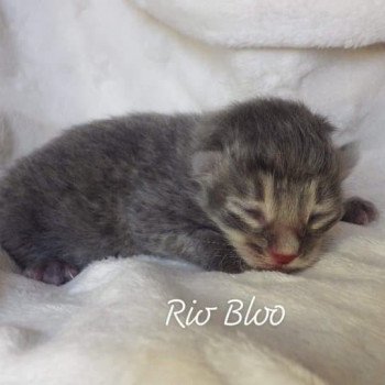 chaton Kurilian Bobtail Longhair blue mackerel tabby Rio Bloo Chatterie Des Kurilians Breizh Kurilian Bobtail Longhair blue mackerel tabby
