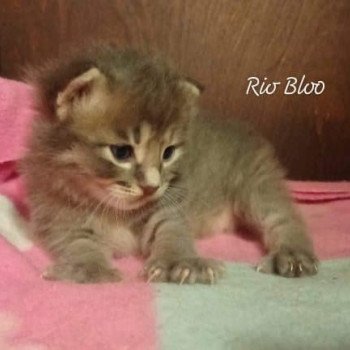 chaton Kurilian Bobtail Longhair blue mackerel tabby Rio Bloo Chatterie Des Kurilians Breizh Kurilian Bobtail Longhair blue mackerel tabby