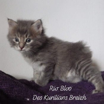 chaton Kurilian Bobtail Longhair blue mackerel tabby Rio Bloo Chatterie Des Kurilians Breizh Kurilian Bobtail Longhair blue mackerel tabby