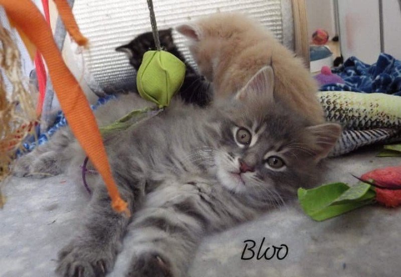 Rio Bloo Des kurilians Breizh Mâle Kurilian Bobtail Longhair