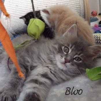 chaton Kurilian Bobtail Longhair blue mackerel tabby Rio Bloo Chatterie Des Kurilians Breizh Kurilian Bobtail Longhair blue mackerel tabby