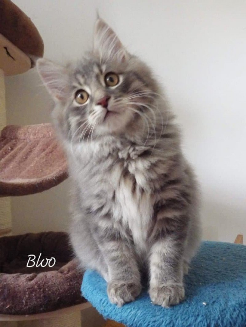 Rio Bloo Des kurilians Breizh Mâle Kurilian Bobtail Longhair