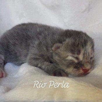 chaton Kurilian Bobtail Longhair blue tortie mackerel tabby & blanc Rio Perla Chatterie Des Kurilians Breizh Kurilian Bobtail Longhair blue tortie mackerel tabby