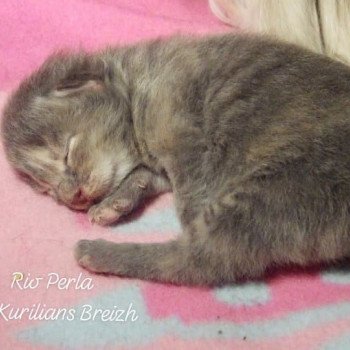 chaton Kurilian Bobtail Longhair blue tortie mackerel tabby & blanc Rio Perla Chatterie Des Kurilians Breizh Kurilian Bobtail Longhair blue tortie mackerel tabby