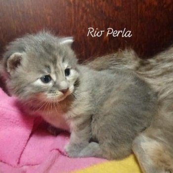 chaton Kurilian Bobtail Longhair blue tortie mackerel tabby & blanc Rio Perla Chatterie Des Kurilians Breizh Kurilian Bobtail Longhair blue tortie mackerel tabby