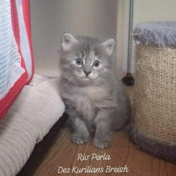 chaton Kurilian Bobtail Longhair blue tortie mackerel tabby Rio Perla Chatterie Des Kurilians Breizh Kurilian Bobtail Longhair blue tortie mackerel tabby