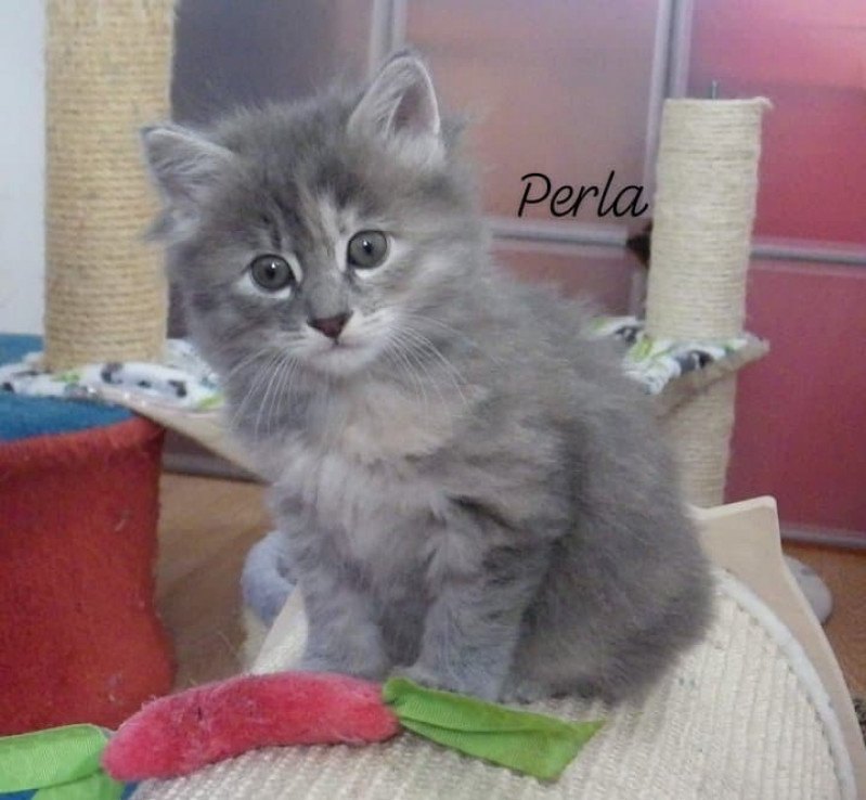 Rio Perla Des kurilians Breizh Femelle Kurilian Bobtail Longhair