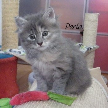 chaton Kurilian Bobtail Longhair blue tortie mackerel tabby Rio Perla Chatterie Des Kurilians Breizh Kurilian Bobtail Longhair blue tortie mackerel tabby