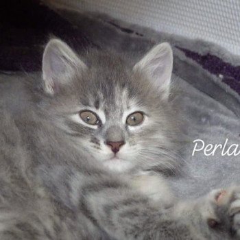 chaton Kurilian Bobtail Longhair blue tortie mackerel tabby Rio Perla Chatterie Des Kurilians Breizh Kurilian Bobtail Longhair blue tortie mackerel tabby