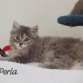 chaton Kurilian Bobtail Longhair blue tortie mackerel tabby Rio Perla Chatterie Des Kurilians Breizh Kurilian Bobtail Longhair blue tortie mackerel tabby