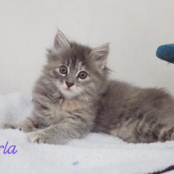 chaton Kurilian Bobtail Longhair blue tortie mackerel tabby Rio Perla Chatterie Des Kurilians Breizh Kurilian Bobtail Longhair blue tortie mackerel tabby