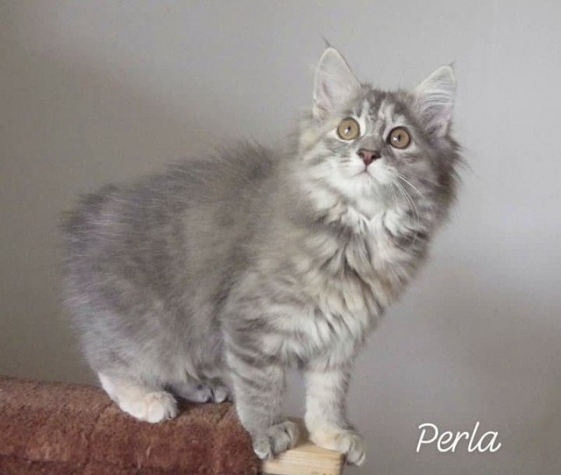 Rio Perla Des kurilians Breizh Femelle Kurilian Bobtail Longhair