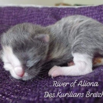 chaton Kurilian Bobtail Longhair blue tortie bicolor River of Aliona Chatterie Des Kurilians Breizh Kurilian Bobtail Longhair blue tortie bicolor