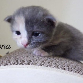 chaton Kurilian Bobtail Longhair blue tortie bicolor River of Aliona Chatterie Des Kurilians Breizh Kurilian Bobtail Longhair blue tortie bicolor